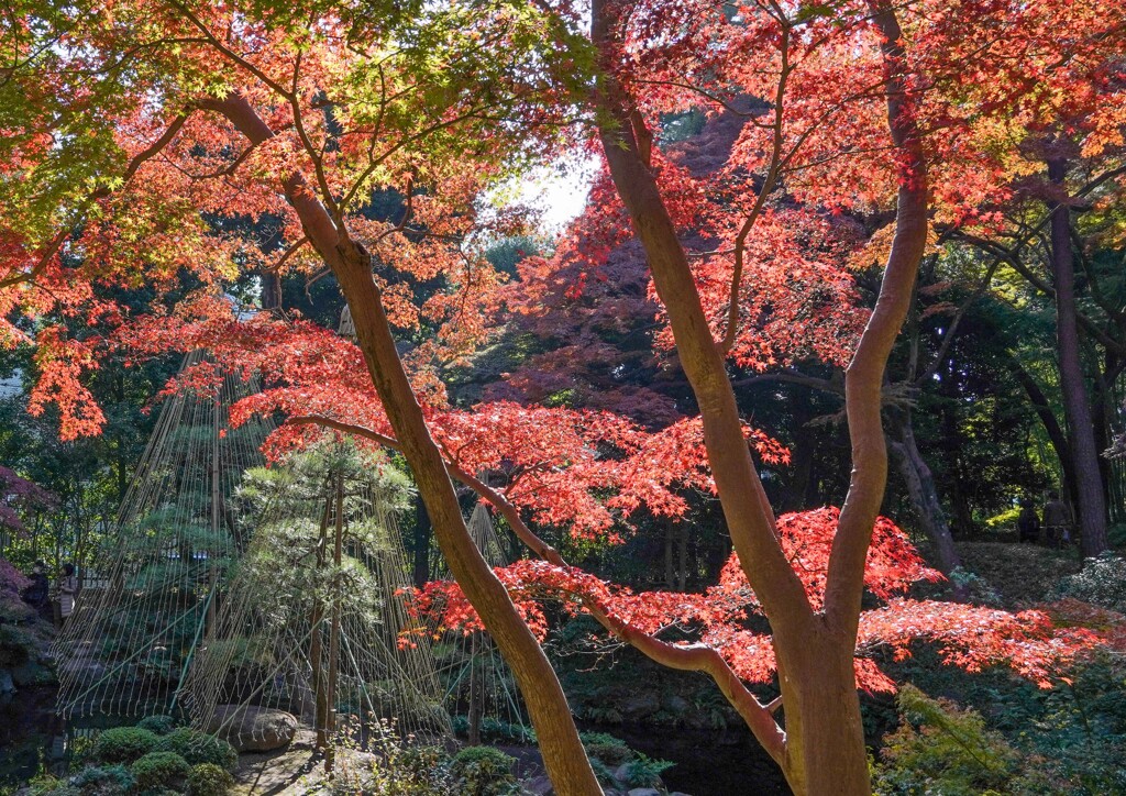 国分寺散歩①