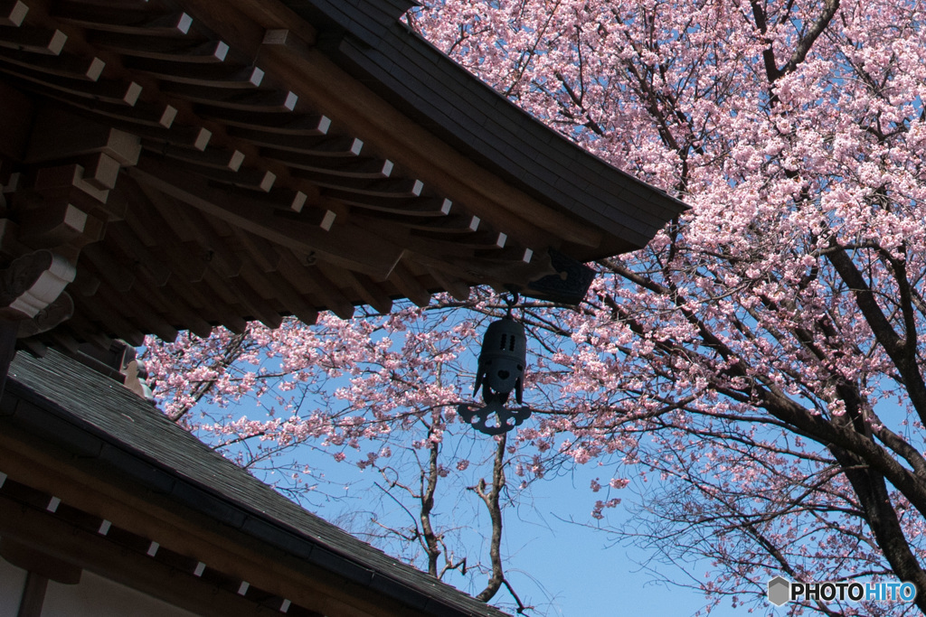 桜の印象③