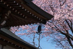 桜の印象③