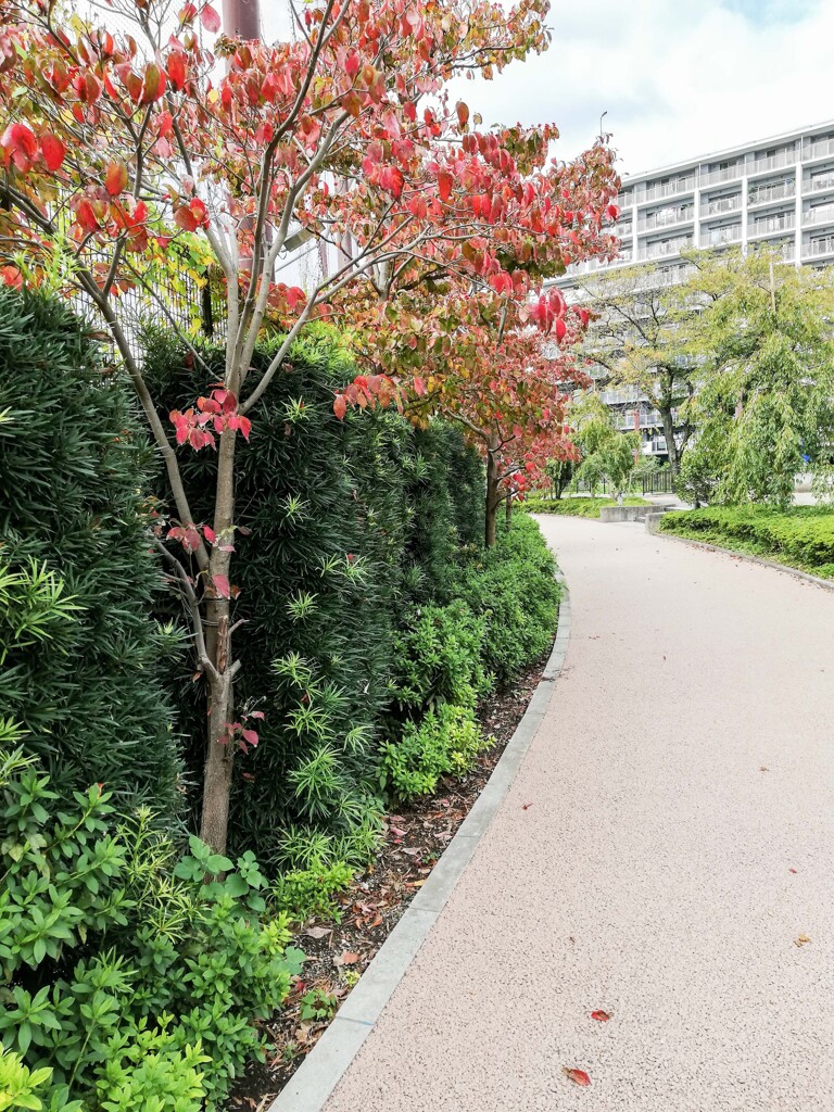 紅葉風景
