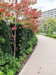紅葉風景