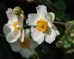 シュウメイギク