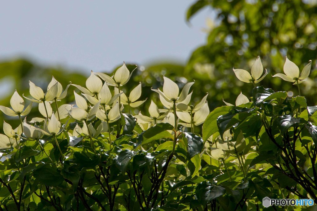 ４・５月に撮った花③