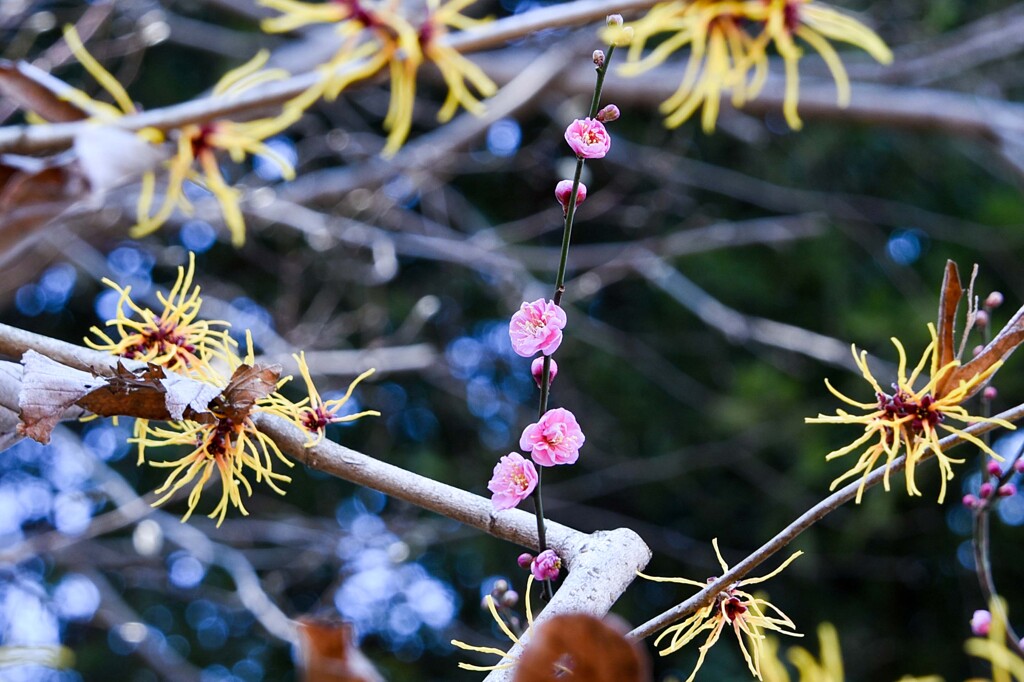 シナマンサク④