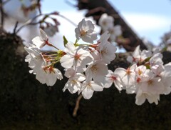 胴吹き桜