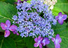 アジサイ開花②