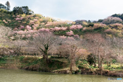 里の春①