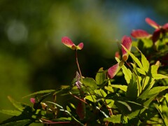 赤いプロペラ①