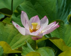 開花