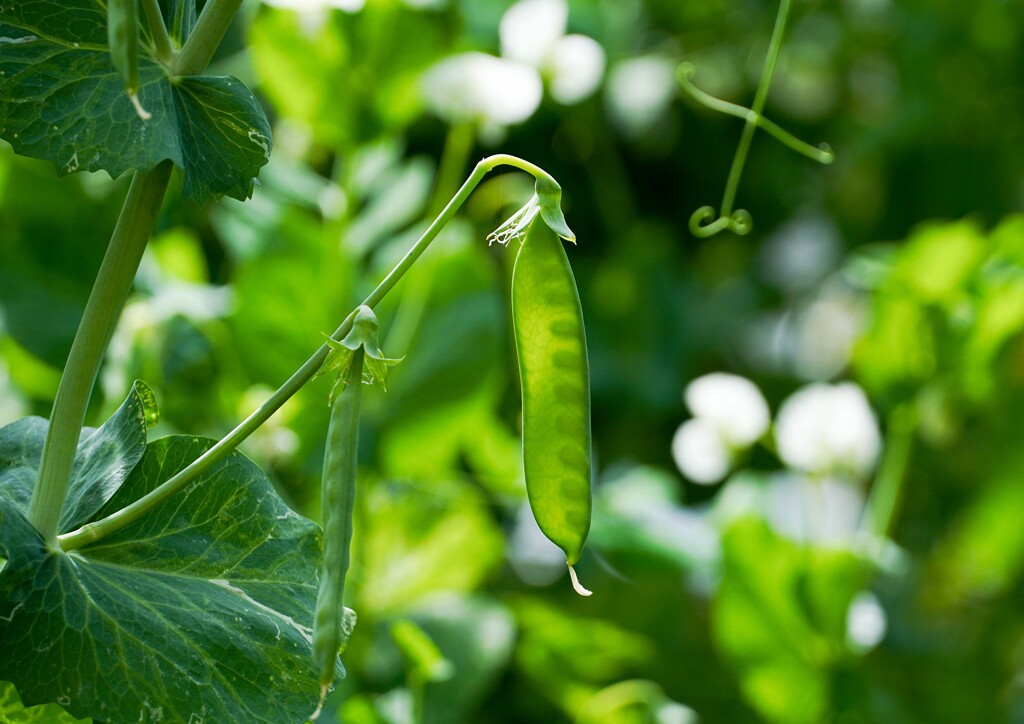 今年もなりました