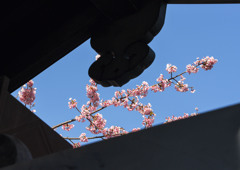 安行桜①