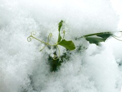小さな雪景色①