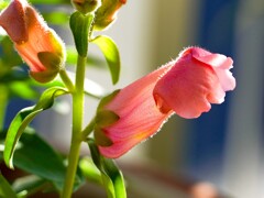 キンギョソウ②