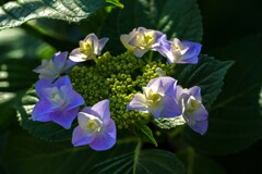 アジサイ色々①