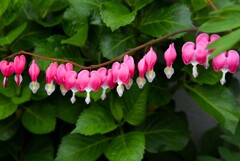 タイツリソウ③