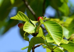 可憐な赤い実①