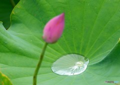 ハス撮り③