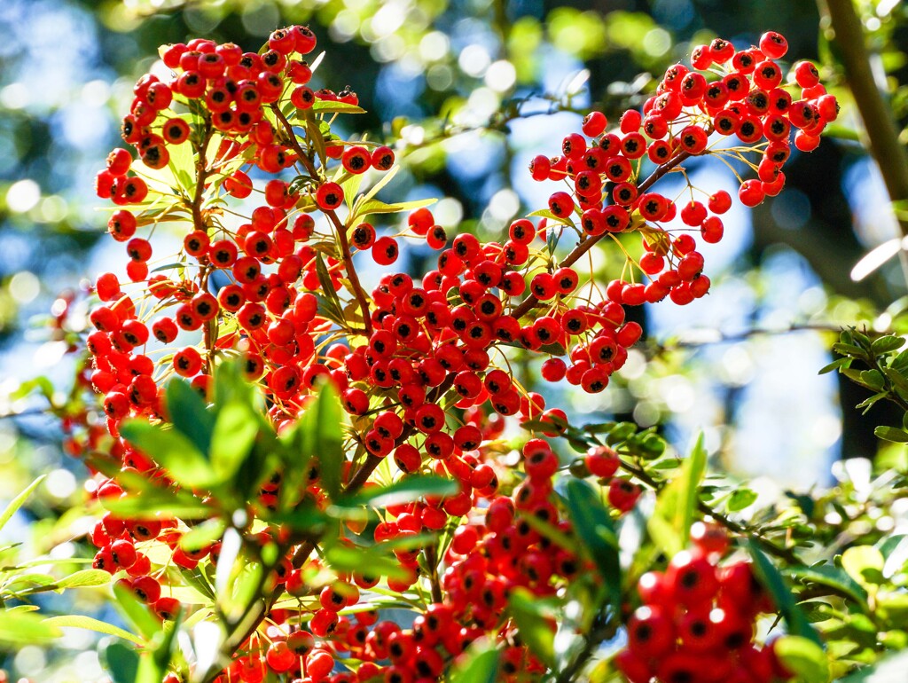 ピラカンサス①