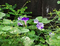 西洋アサガオ？