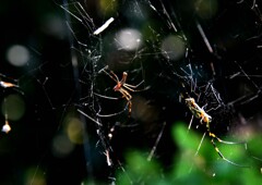 壊れたクモの巣