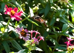 ホシホウジャク1①