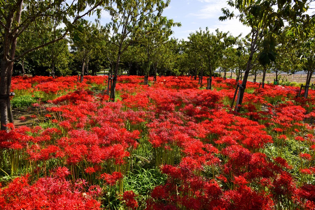 ヒガンバナ撮り④