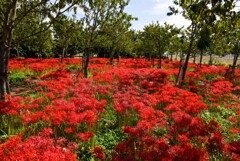 ヒガンバナ撮り④