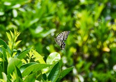 ひらり・ひらり