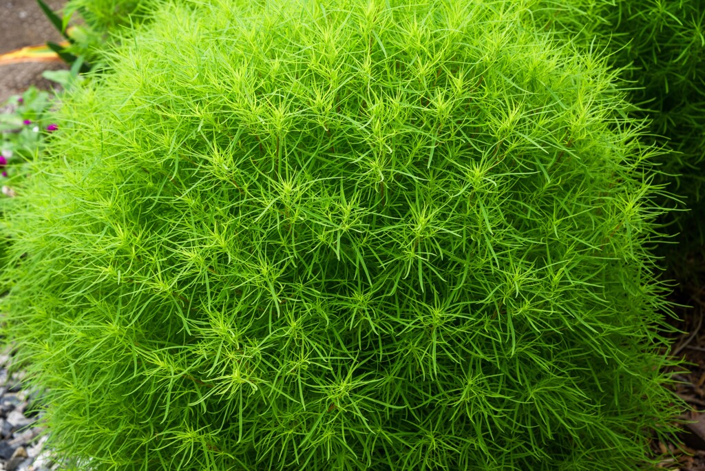 まだ緑色