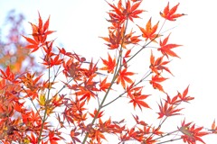 紅葉③