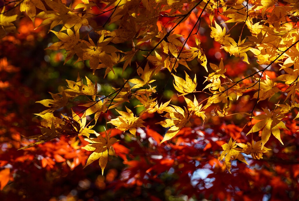 紅葉・黄葉⑧