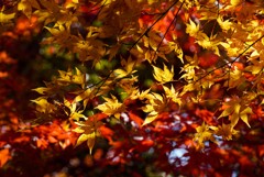 紅葉・黄葉⑧