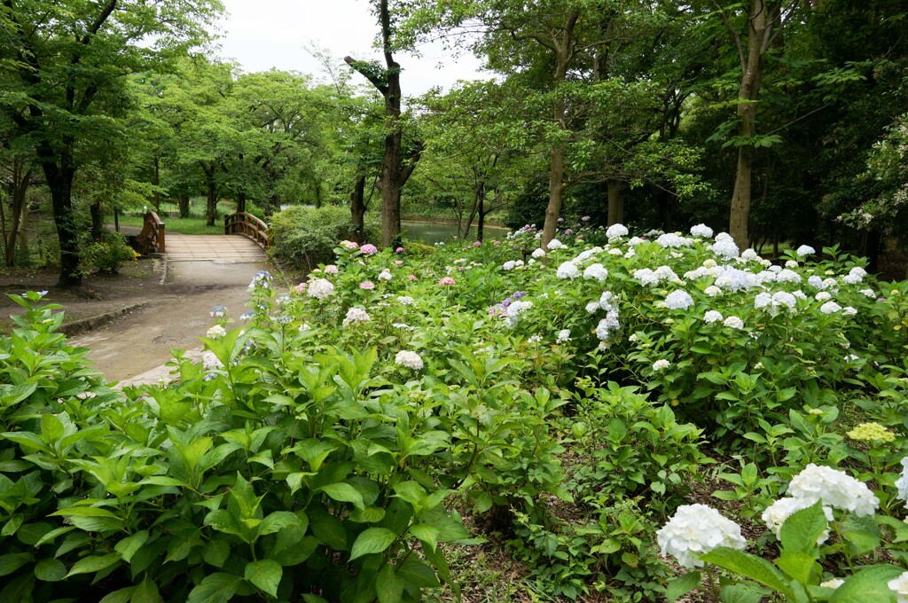 ホームパークのアジサイ①