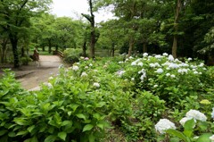 ホームパークのアジサイ①