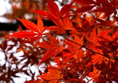 紅葉