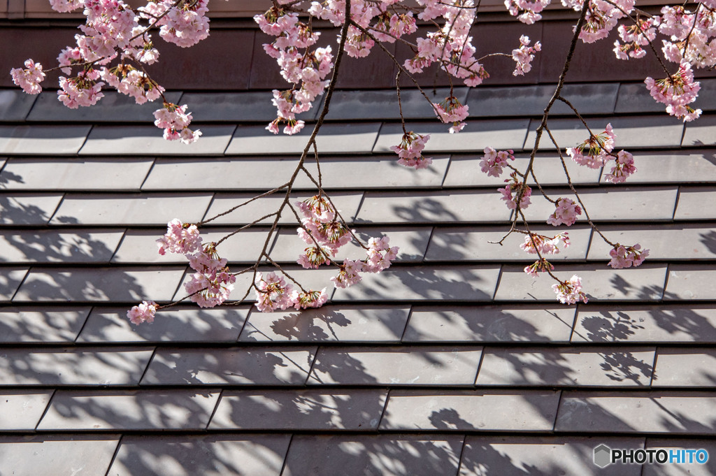 早咲き桜③
