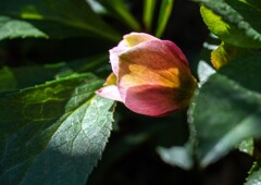 クリスマスローズ