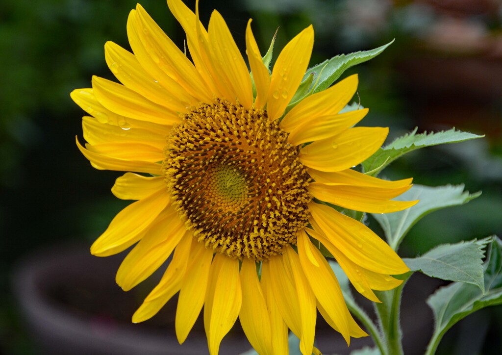 ミニひまわり②