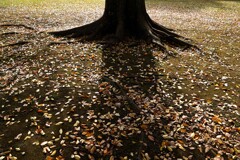 ケヤキの落葉①