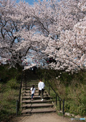 花見日和③