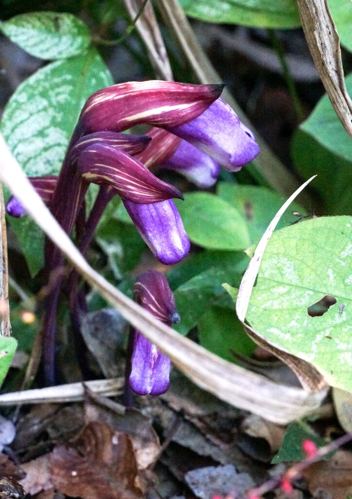 ナンバンギセル
