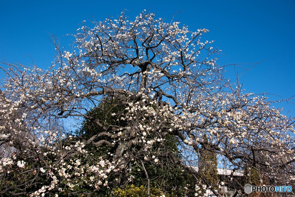夫婦枝垂れ梅の大樹