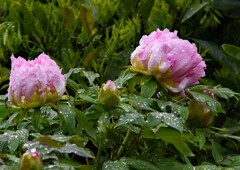 雨上がりのボタン①