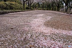 桜道②