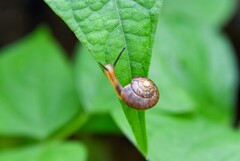 小さなカタツムリ④