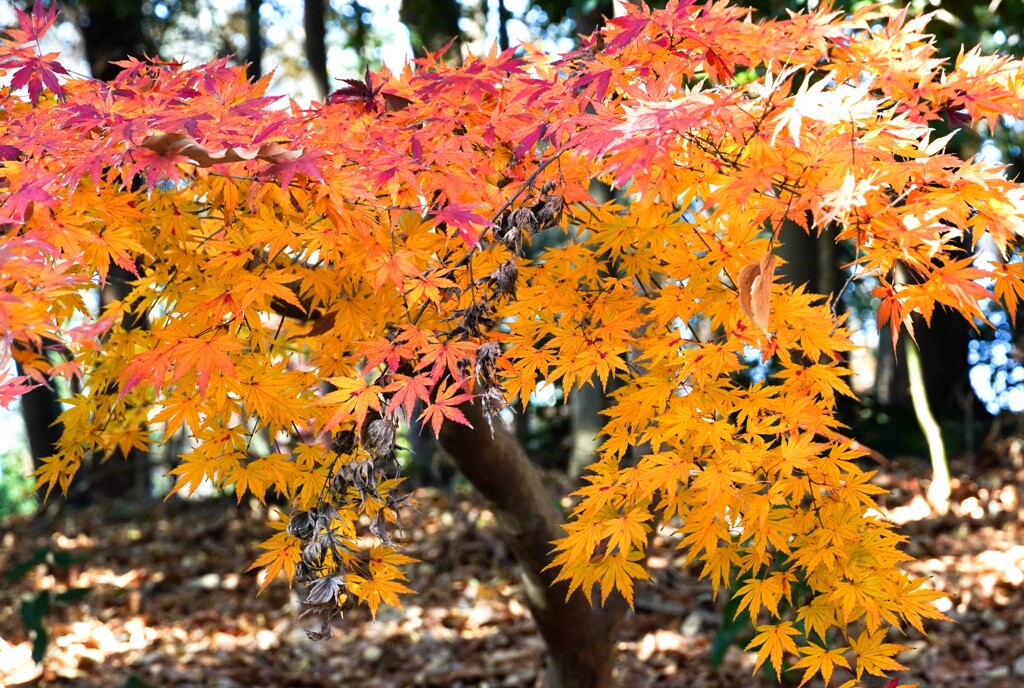 まだあった紅葉＆黄葉②