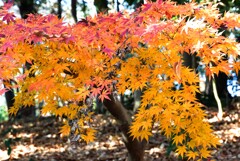 まだあった紅葉＆黄葉②