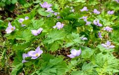 シラネアオイ①