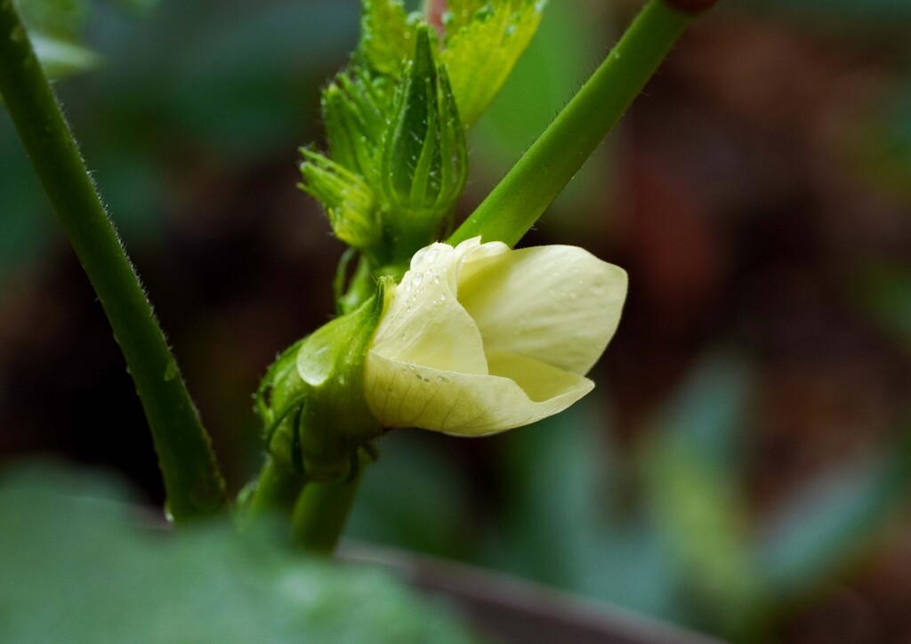 夏野菜①
