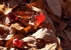 落葉①
